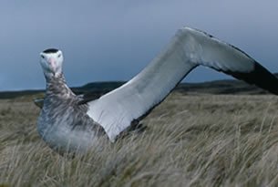 Complejo del albatroz en superdotados